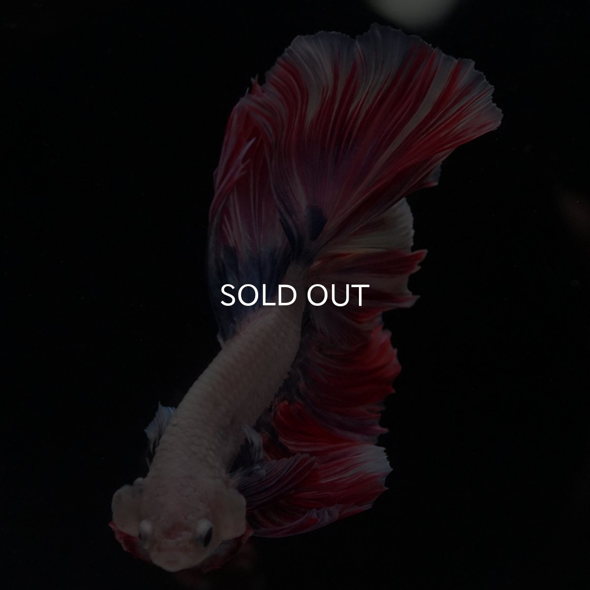 画像11: HM　ファンシーローズテール (11)