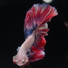 画像11: HM　ファンシーローズテール (11)