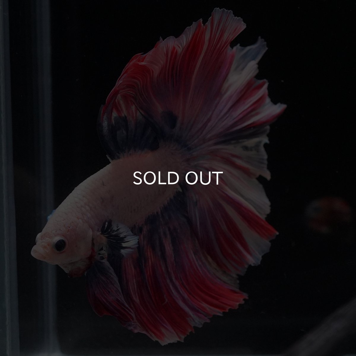 画像10: HM　ファンシーローズテール (10)