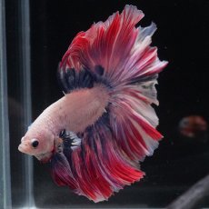 画像10: HM　ファンシーローズテール (10)