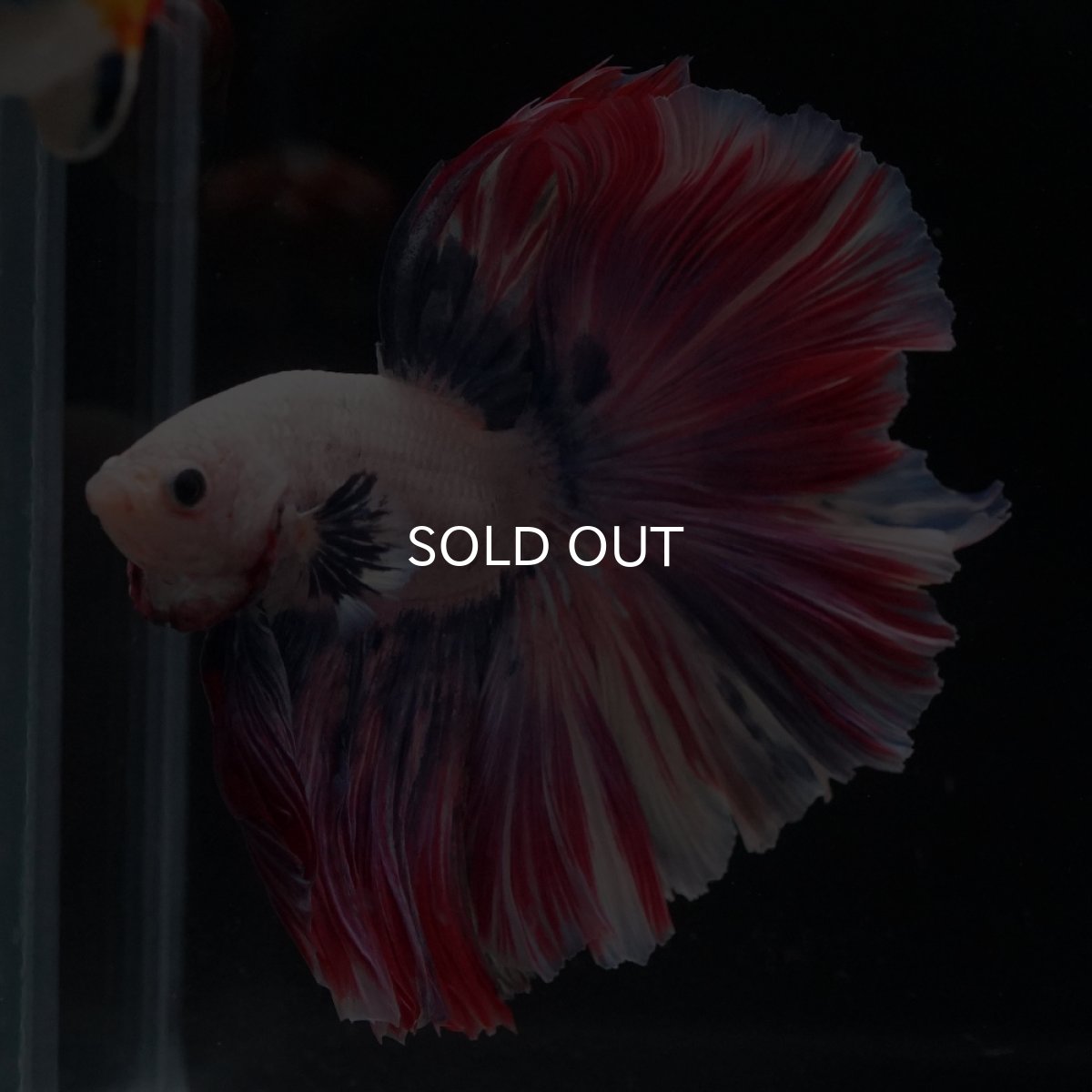 画像9: HM　ファンシーローズテール (9)