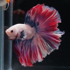 画像9: HM　ファンシーローズテール (9)