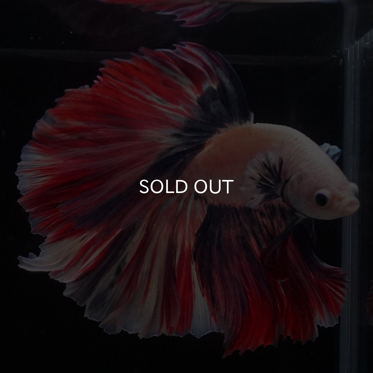 画像8: HM　ファンシーローズテール (8)