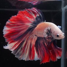 画像8: HM　ファンシーローズテール (8)