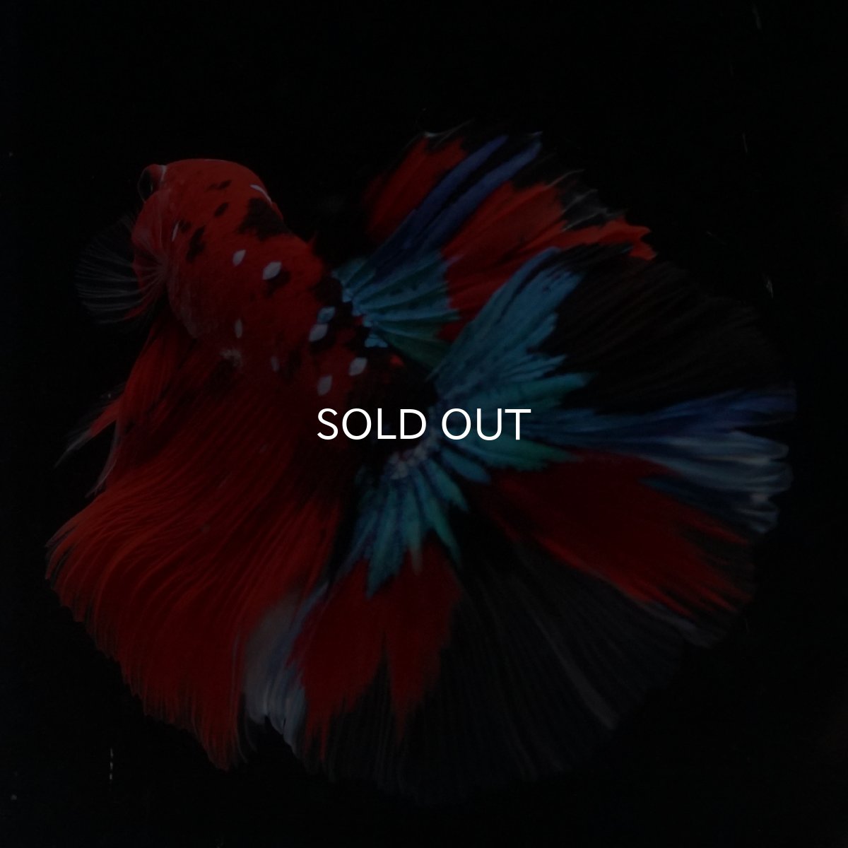 画像19: HM　鯉 (19)