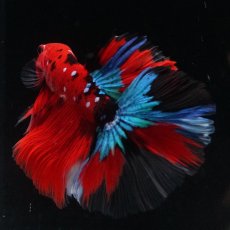 画像19: HM　鯉 (19)