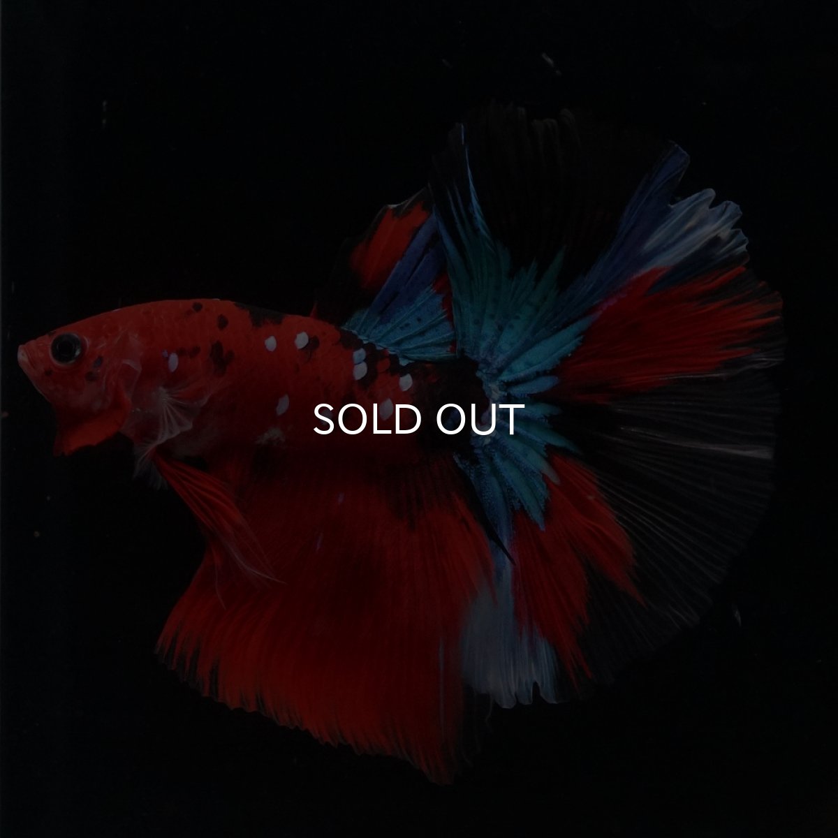 画像18: HM　鯉 (18)