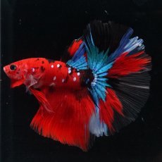 画像18: HM　鯉 (18)