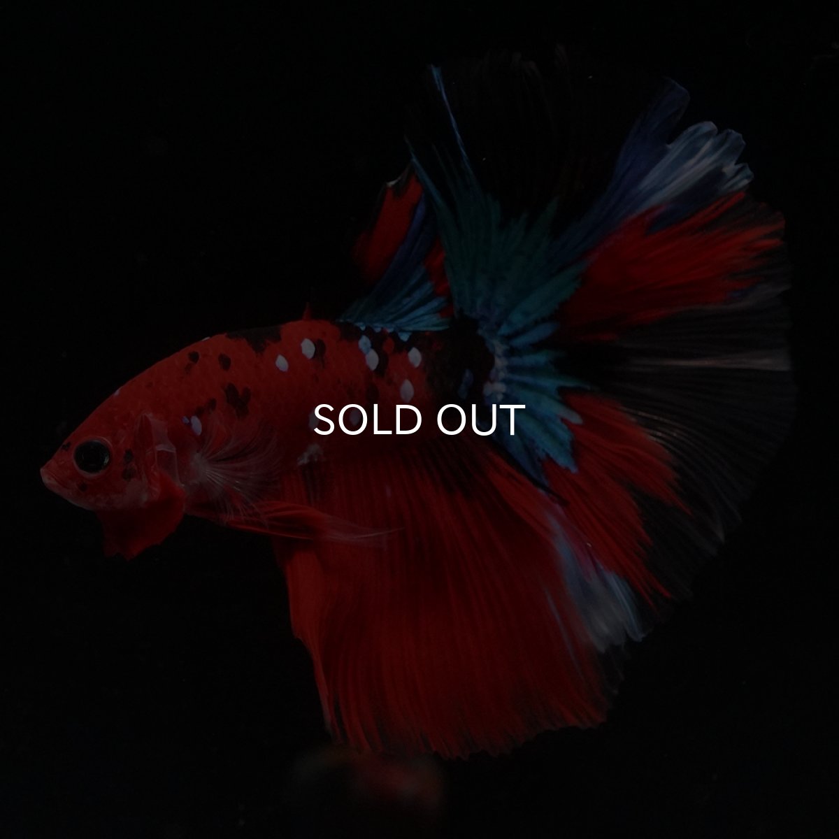 画像17: HM　鯉 (17)