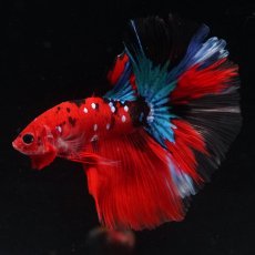 画像17: HM　鯉 (17)