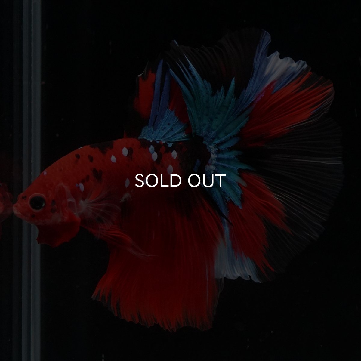 画像16: HM　鯉 (16)