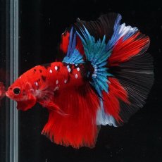 画像16: HM　鯉 (16)