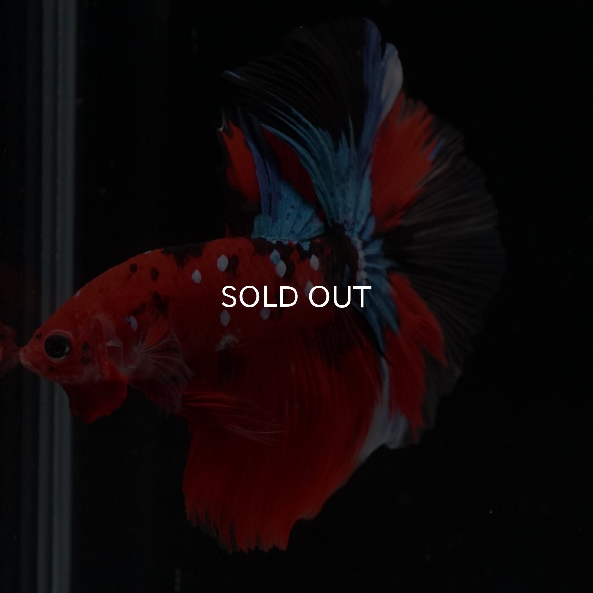 画像15: HM　鯉 (15)