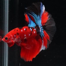 画像15: HM　鯉 (15)