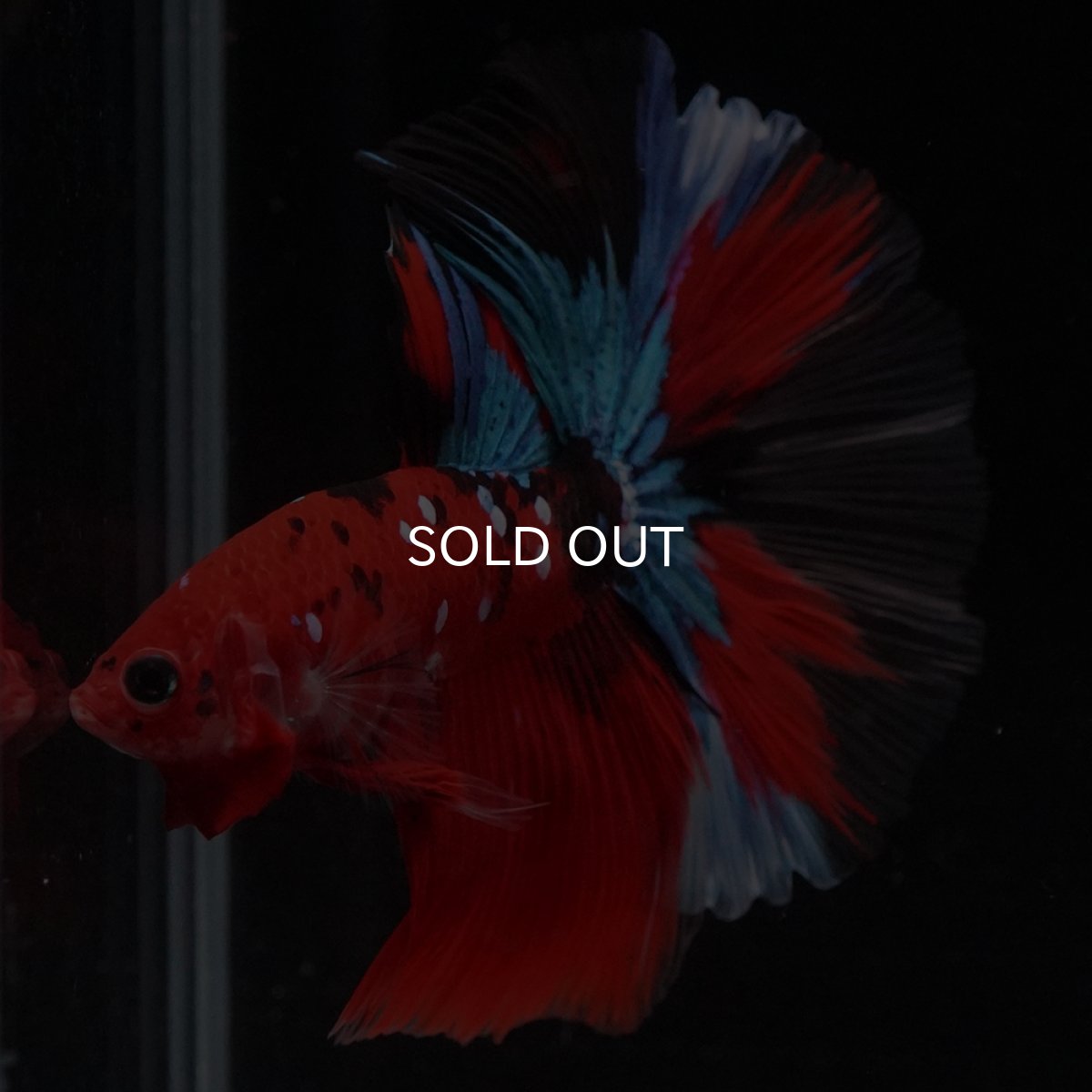 画像14: HM　鯉 (14)