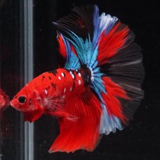 画像14: HM　鯉 (14)