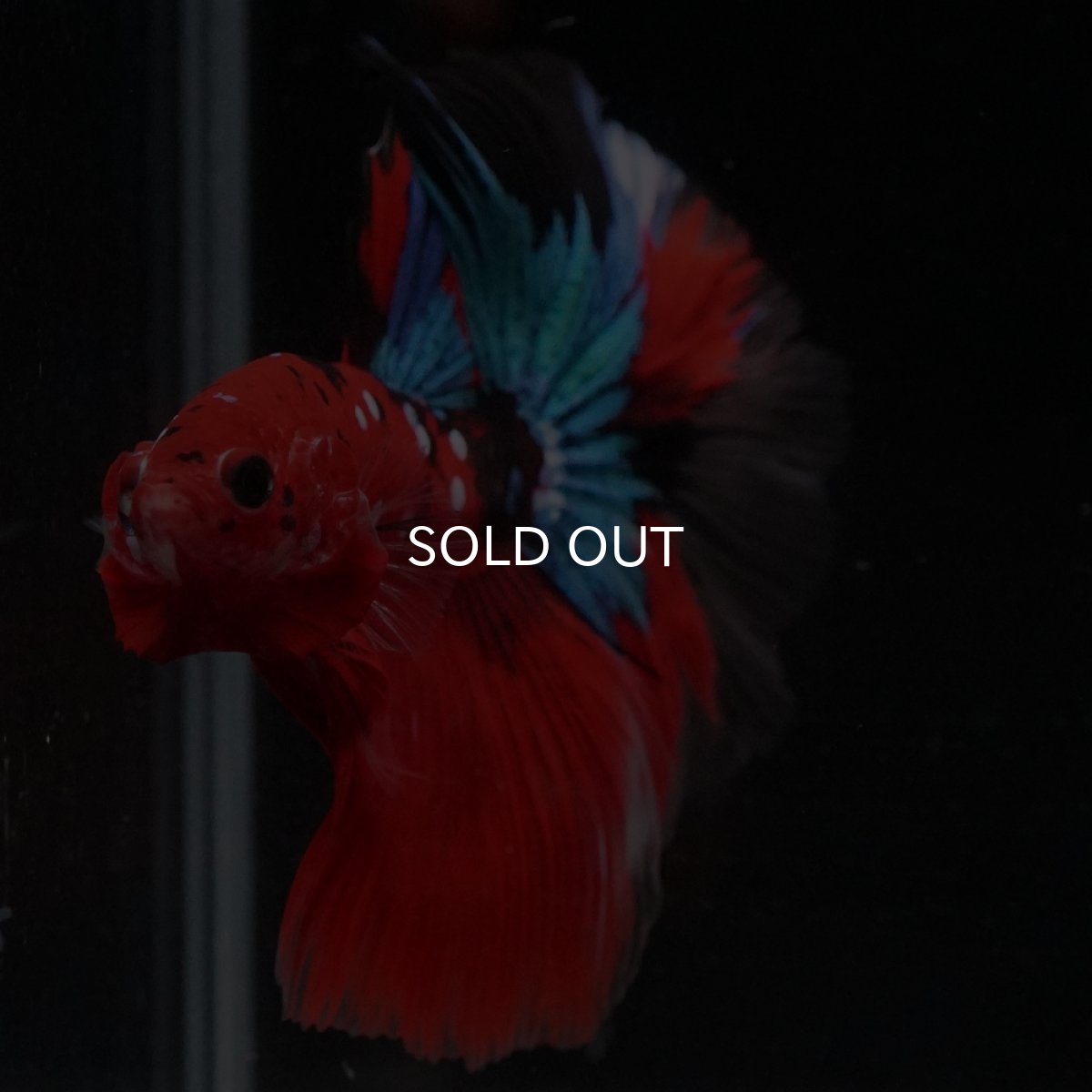 画像13: HM　鯉 (13)