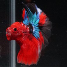 画像13: HM　鯉 (13)