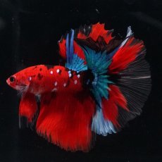 画像12: HM　鯉 (12)