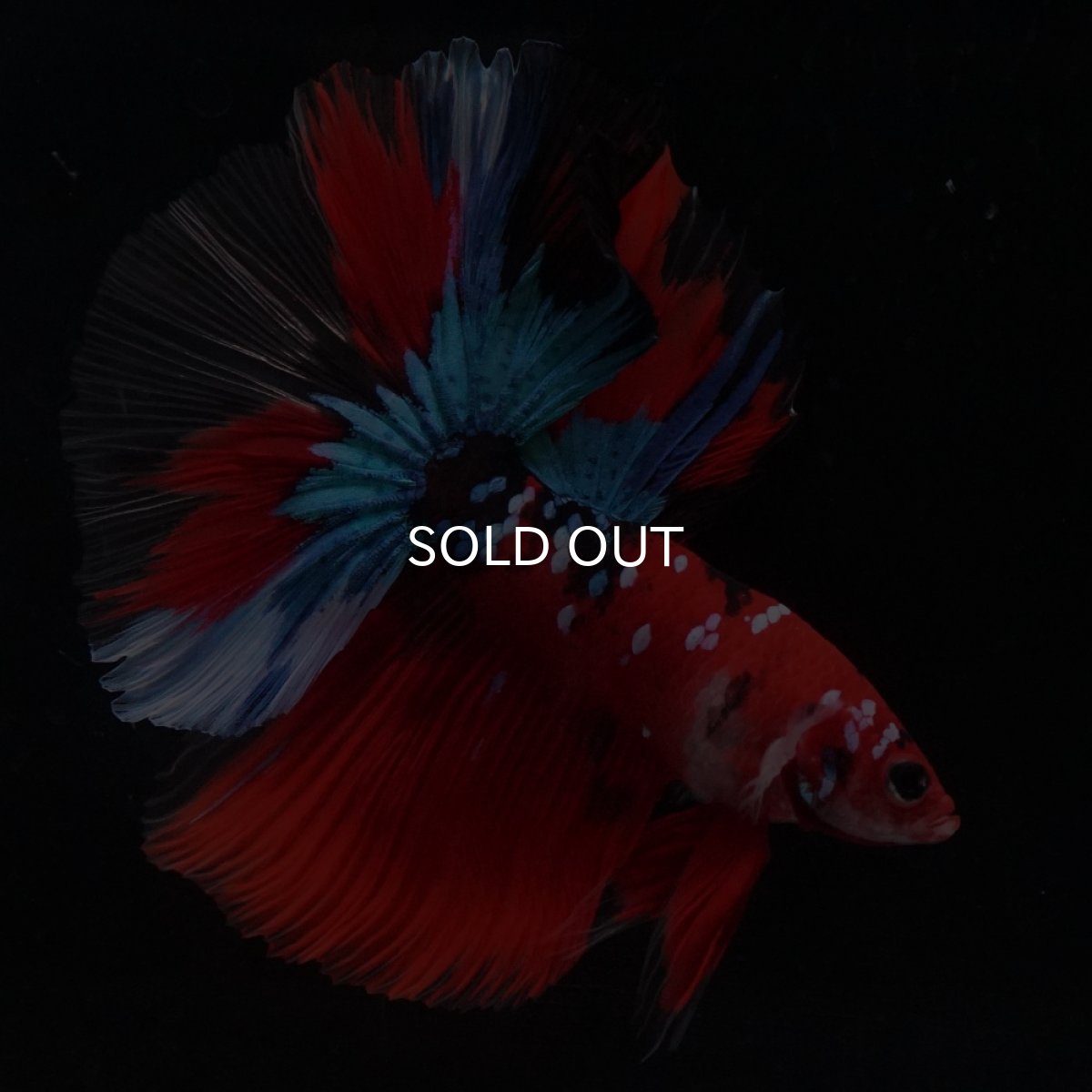 画像11: HM　鯉 (11)