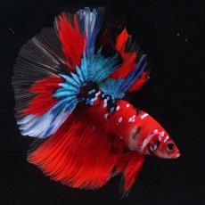 画像11: HM　鯉 (11)