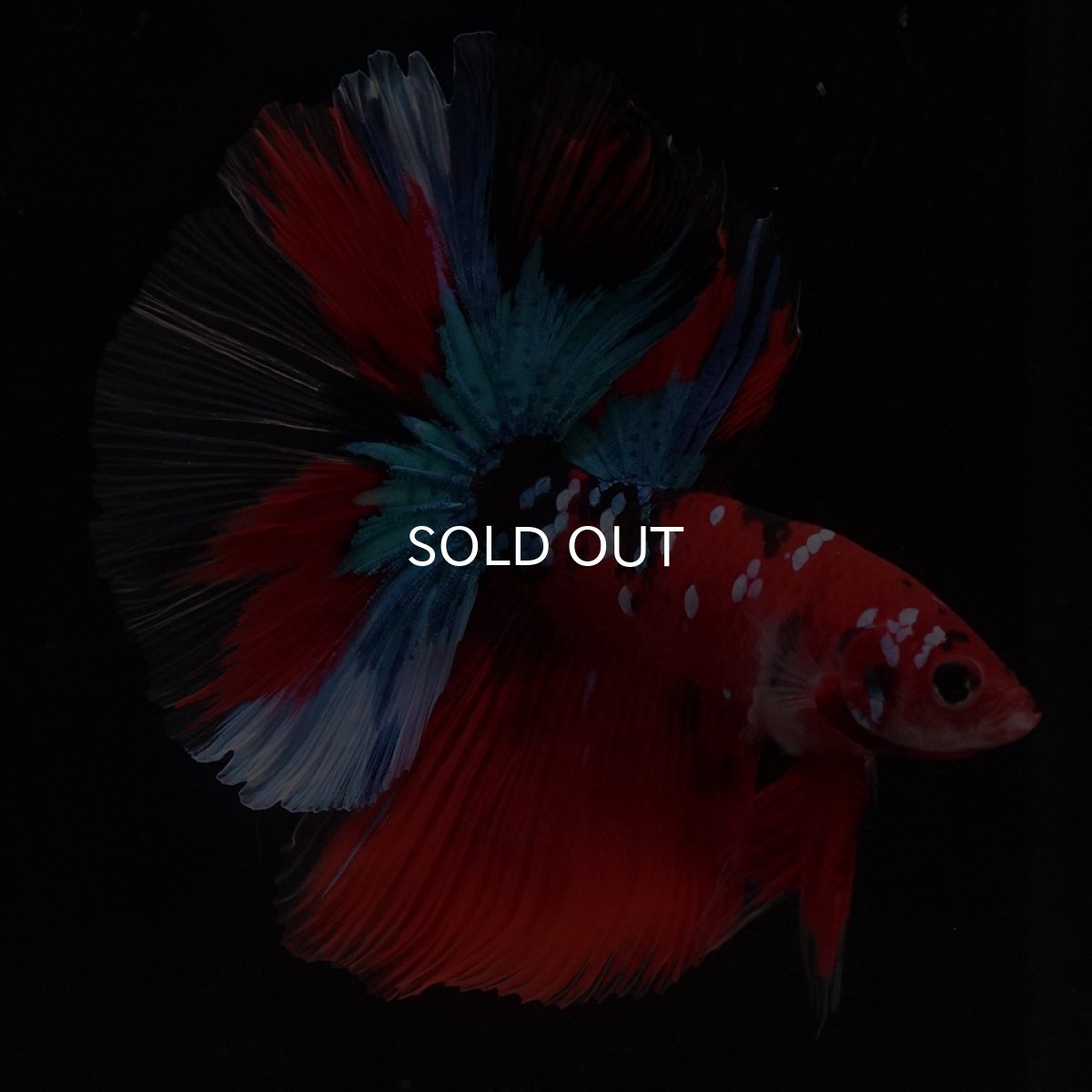 画像10: HM　鯉 (10)