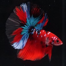 画像10: HM　鯉 (10)