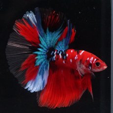 画像1: HM　鯉 (1)