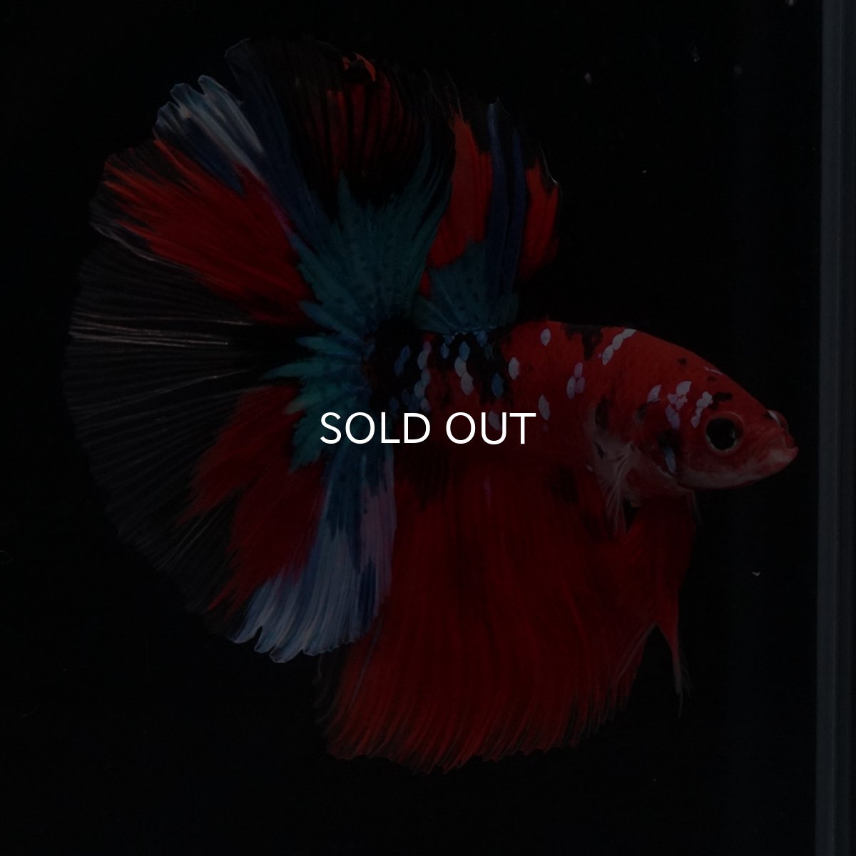 画像9: HM　鯉 (9)