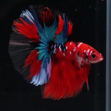 画像9: HM　鯉 (9)