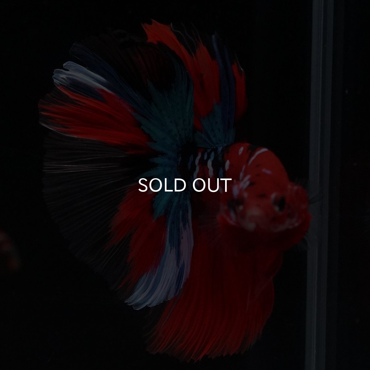 画像8: HM　鯉 (8)