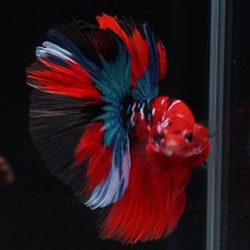 画像8: HM　鯉 (8)