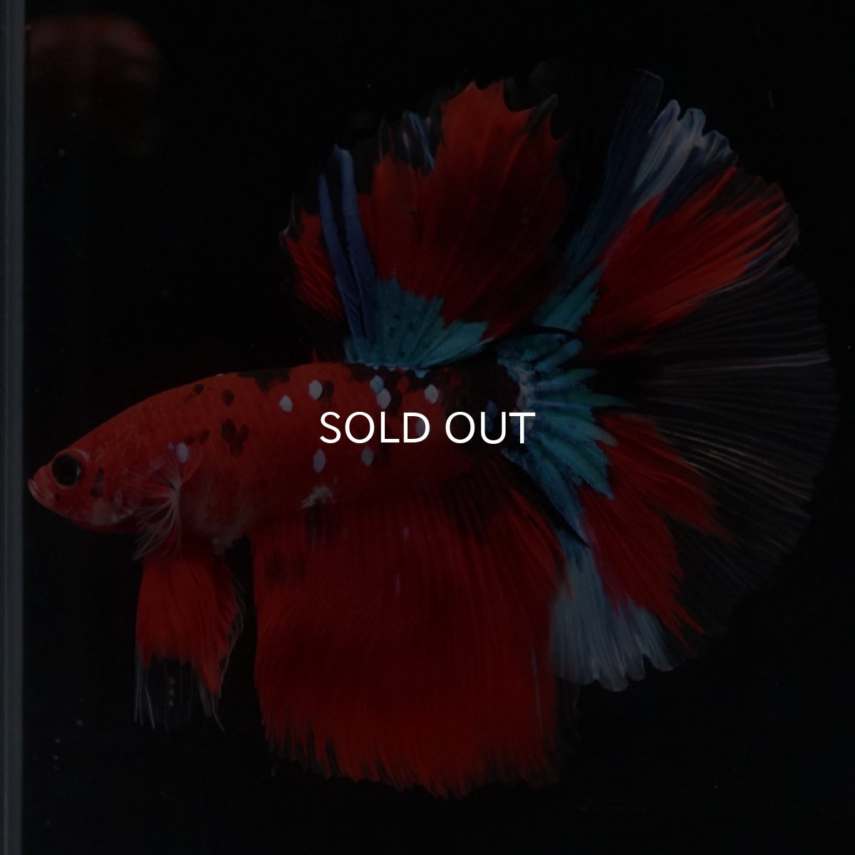 画像7: HM　鯉 (7)