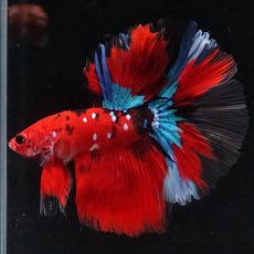 画像7: HM　鯉 (7)