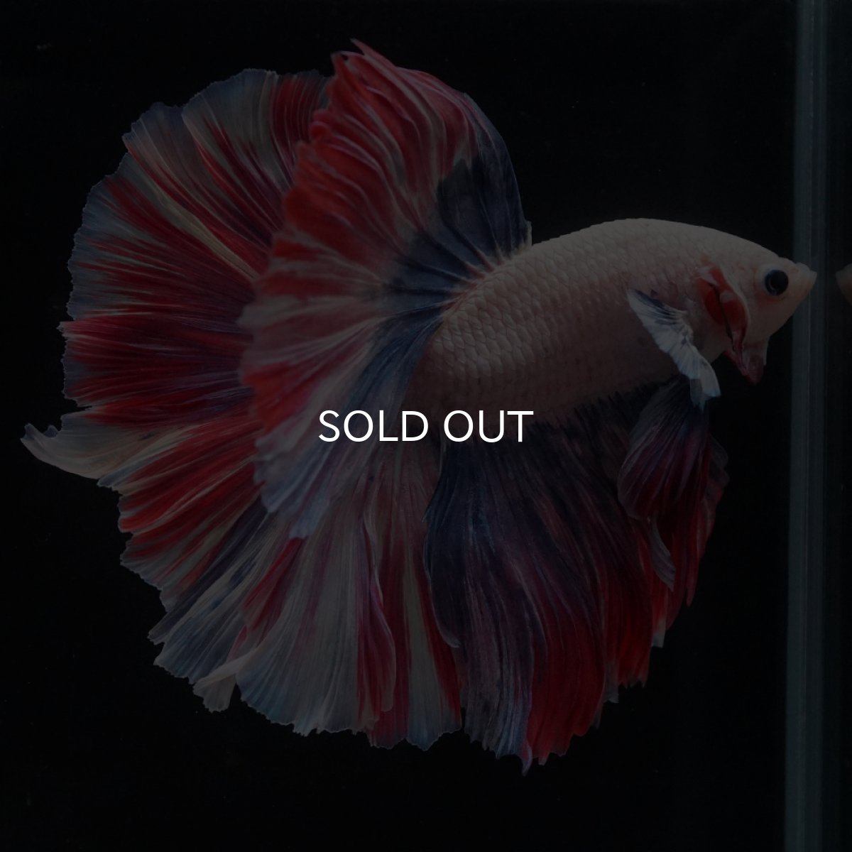 画像2: HM　ファンシーローズテール (2)