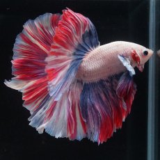 画像2: HM　ファンシーローズテール (2)