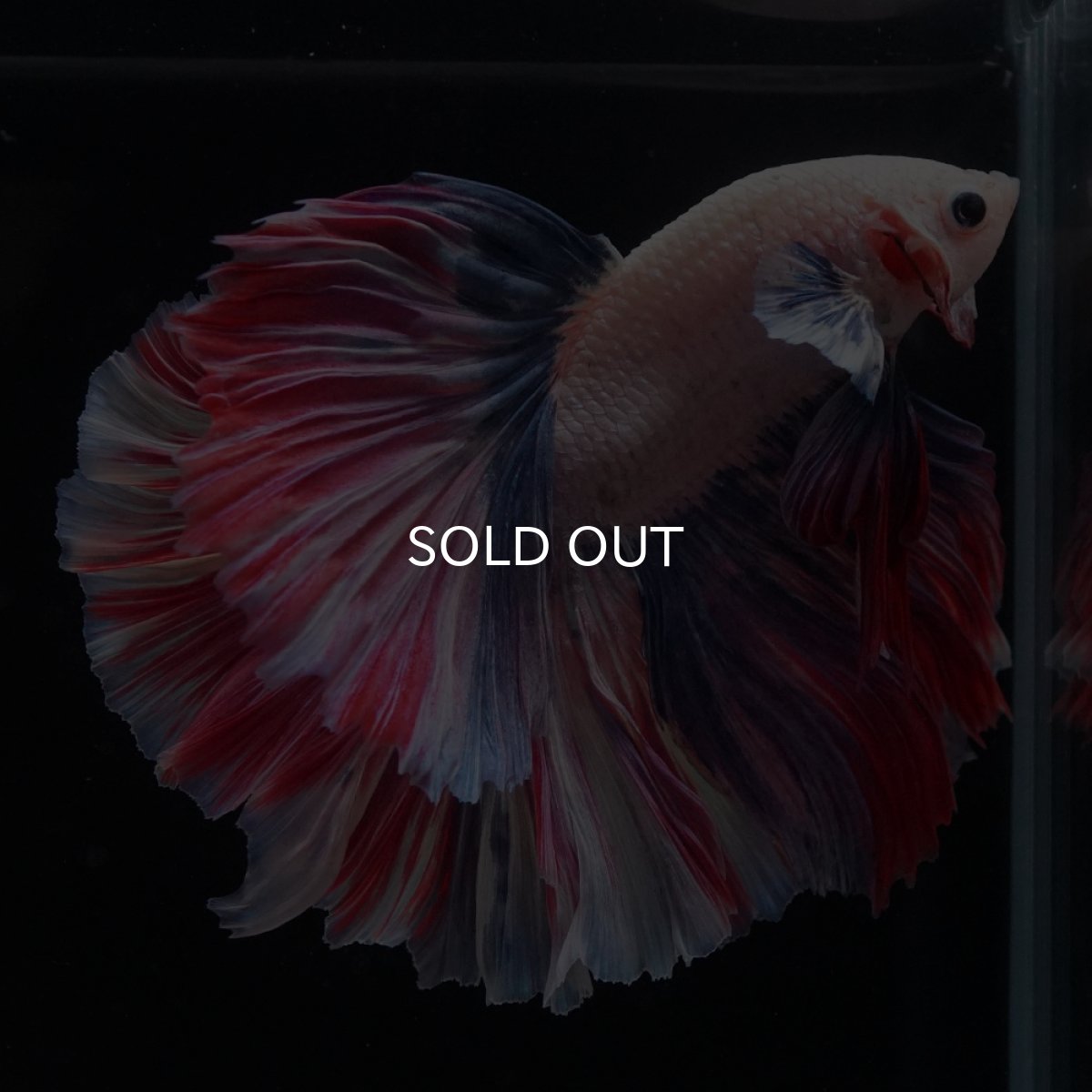 画像7: HM　ファンシーローズテール (7)