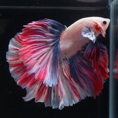 画像7: HM　ファンシーローズテール (7)