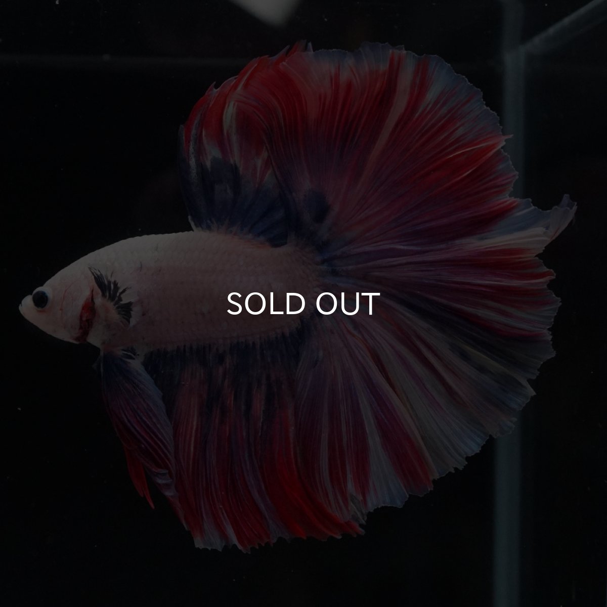 画像6: HM　ファンシーローズテール (6)