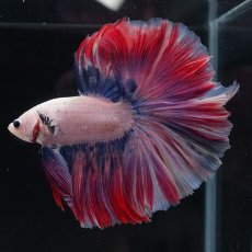 画像6: HM　ファンシーローズテール (6)