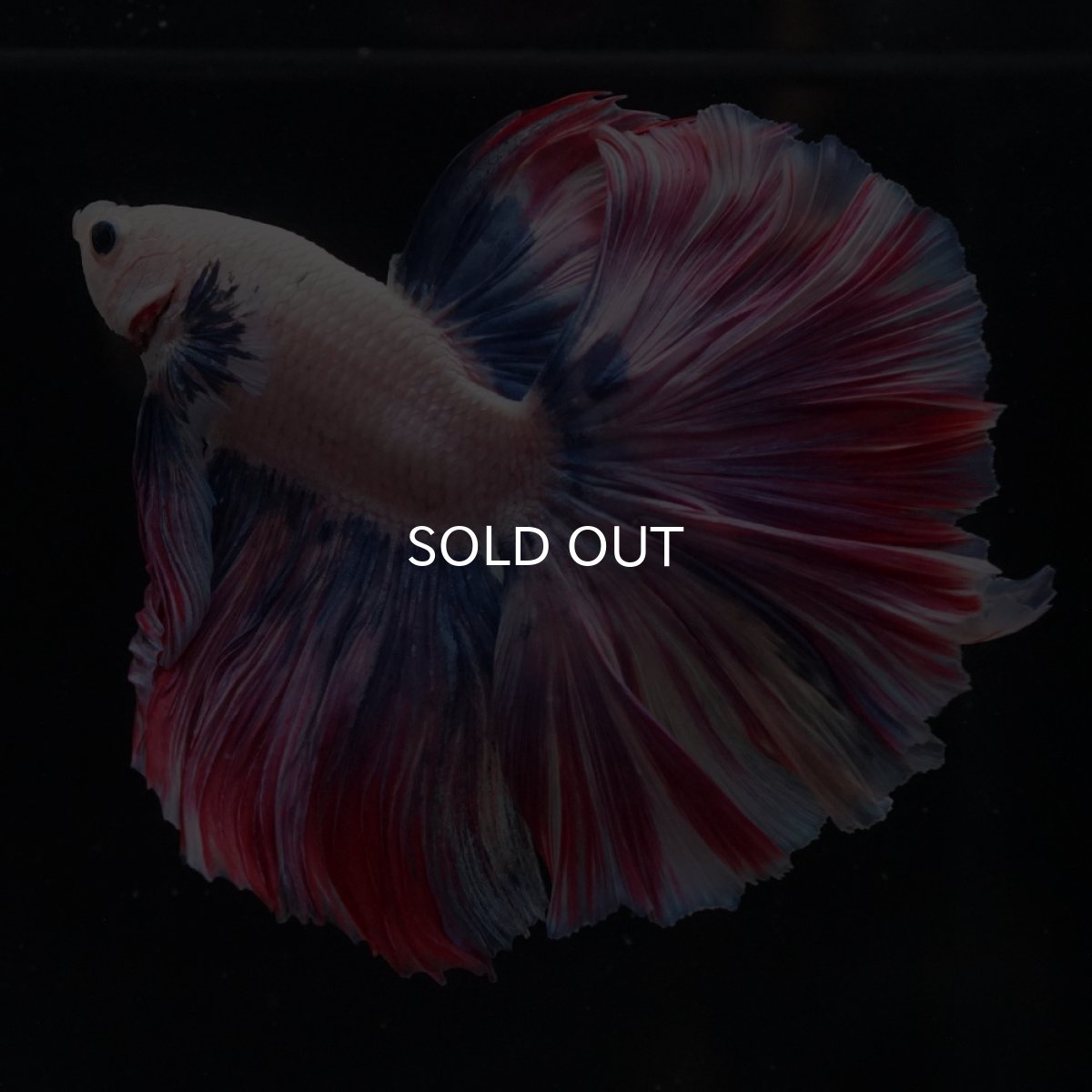 画像5: HM　ファンシーローズテール (5)