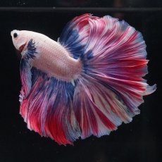 画像5: HM　ファンシーローズテール (5)