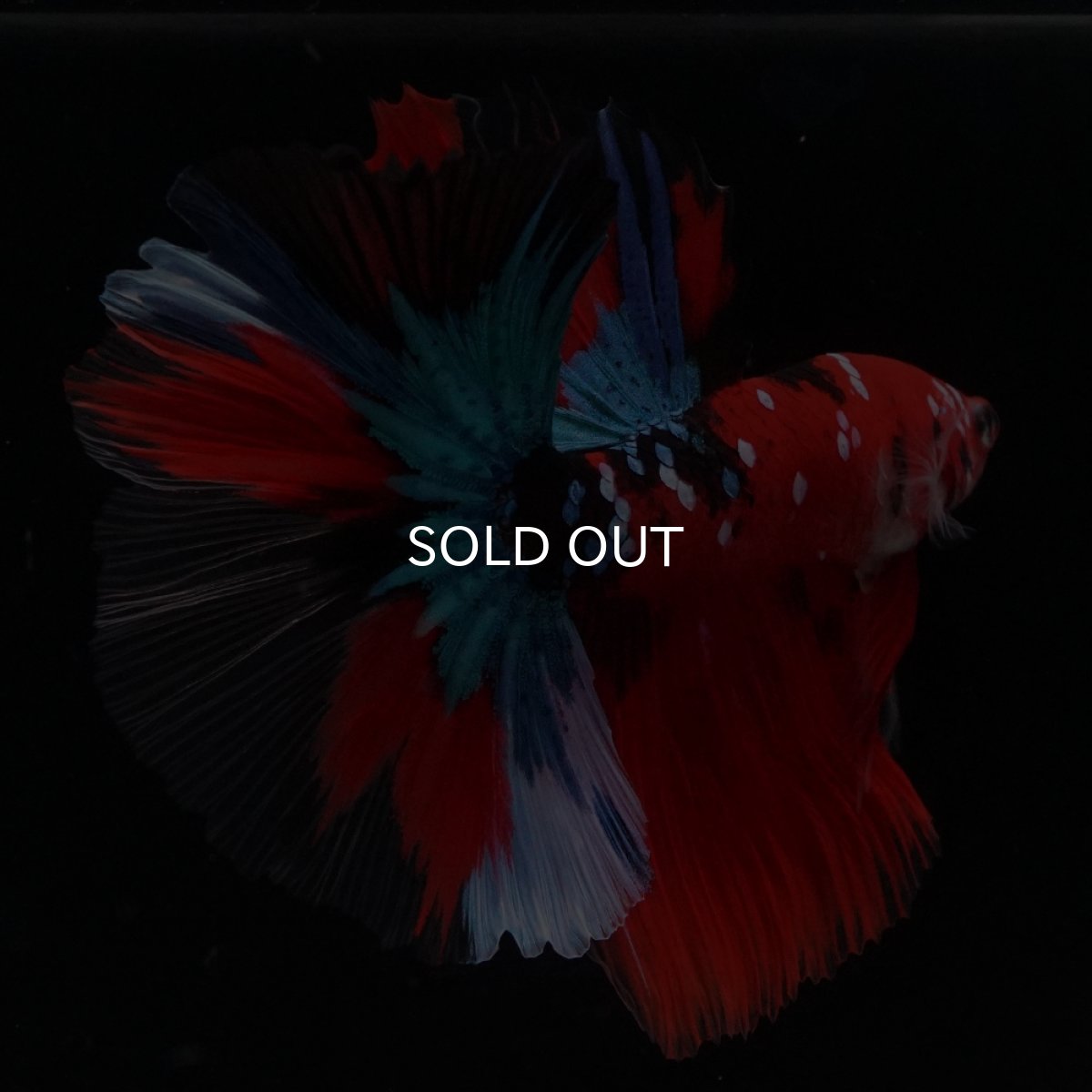 画像6: HM　鯉 (6)