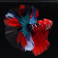 画像6: HM　鯉 (6)