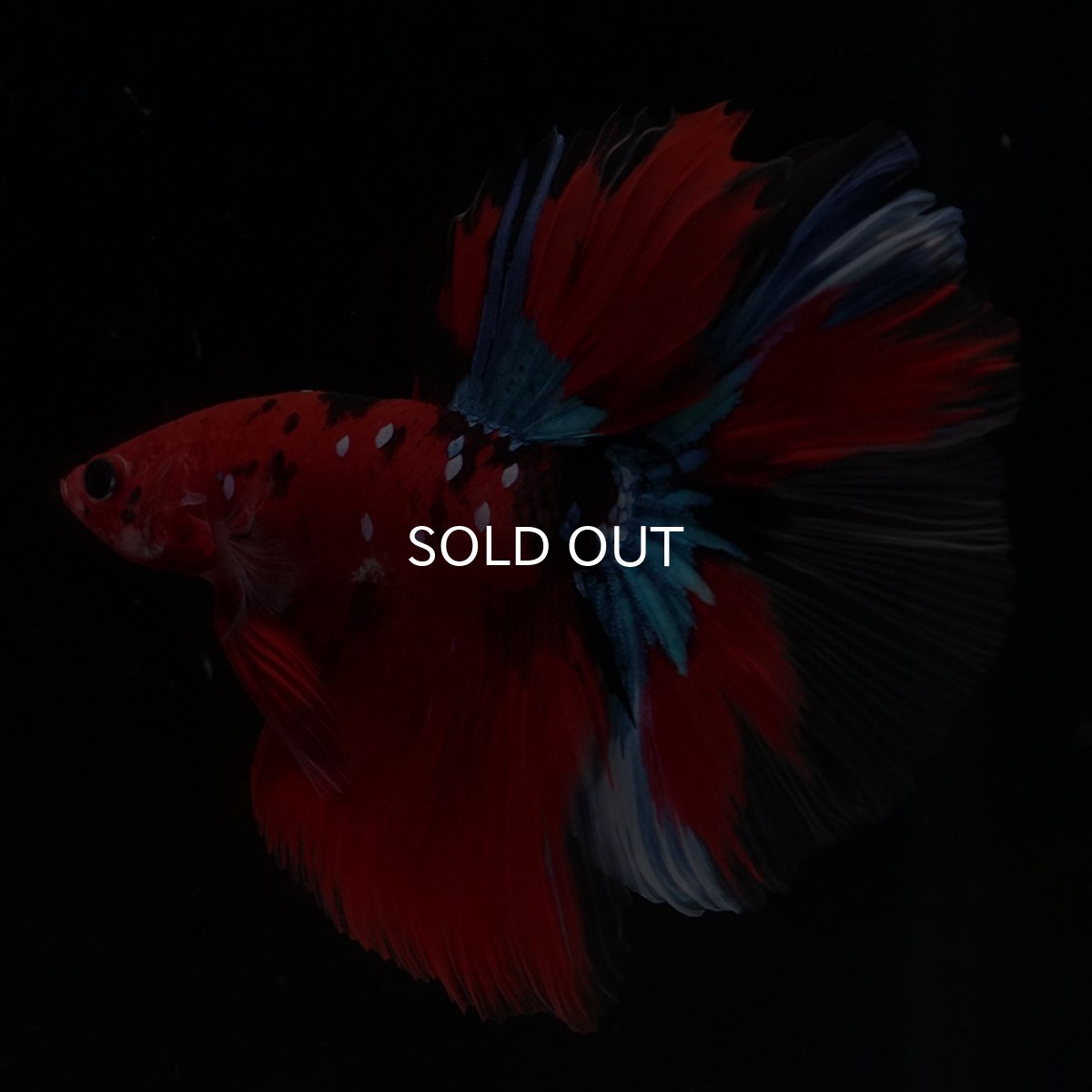 画像5: HM　鯉 (5)