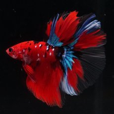 画像5: HM　鯉 (5)