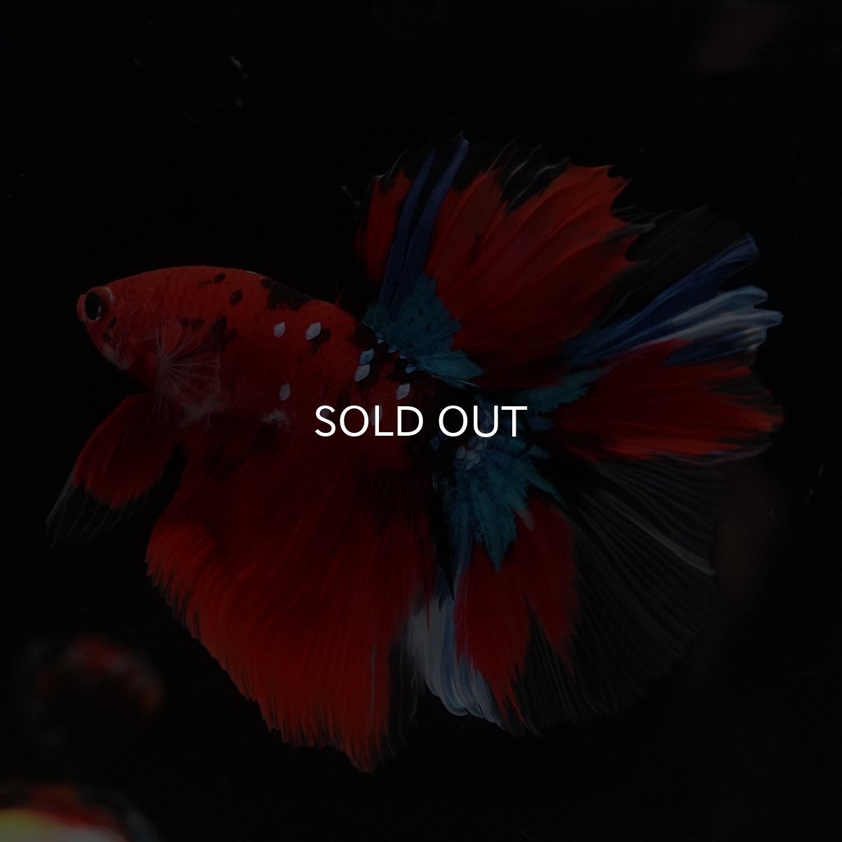 画像4: HM　鯉 (4)