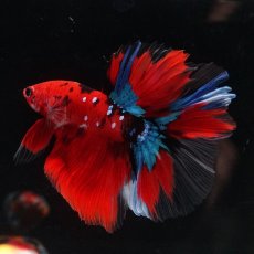 画像4: HM　鯉 (4)