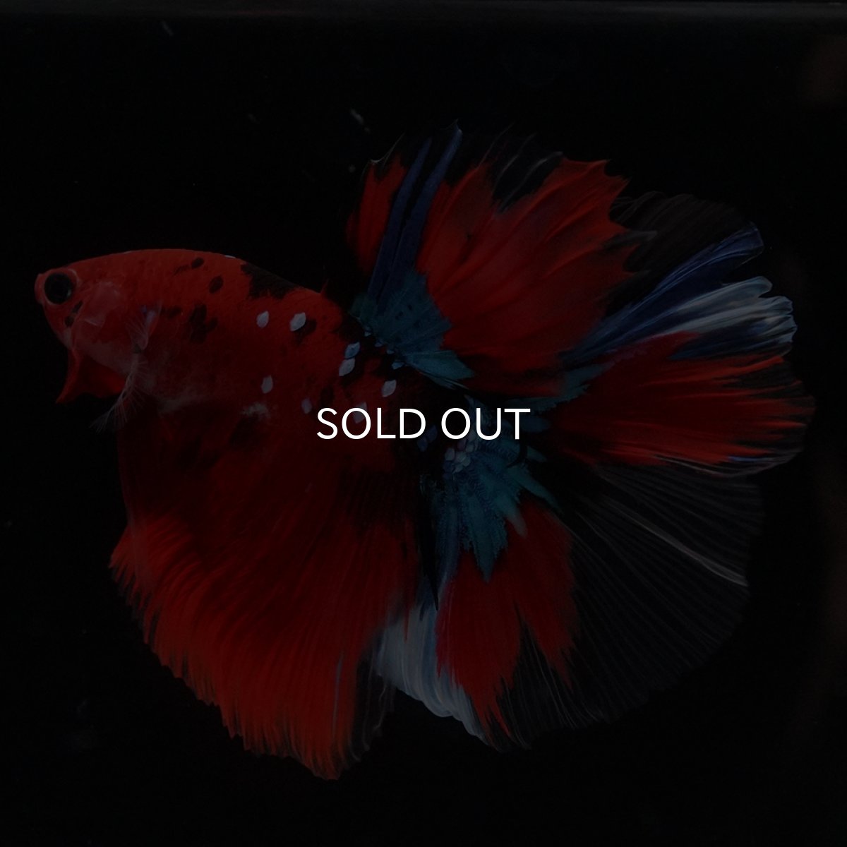 画像3: HM　鯉 (3)