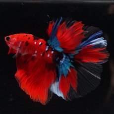 画像3: HM　鯉 (3)